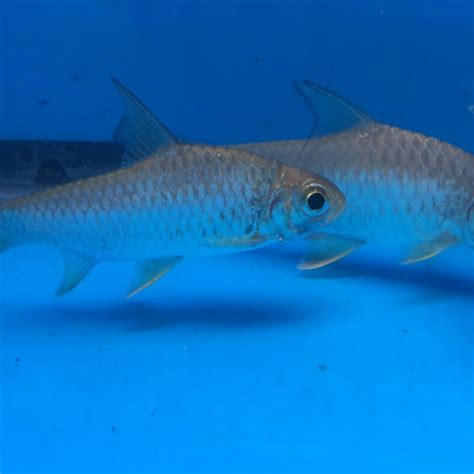 Yellowfin tinfoil barb for sale | Exotic Fish Shop | 774-400-4598