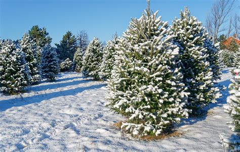 Exploring Christmas Tree Farms in Southwest Missouri | 417 Magazine