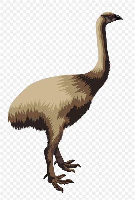 Flightless Bird Moa Common Ostrich Clip Art, PNG, 1011x1494px, Bird ...