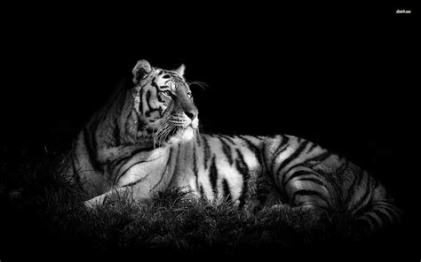 Black and White Tiger Wallpaper - WallpaperSafari