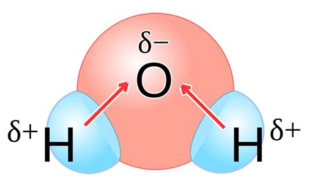 Polar Molecule | Definition, Characteristics & Examples - Lesson ...