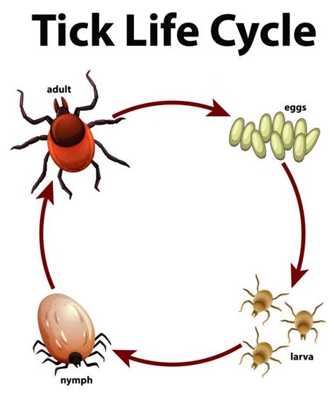 Life Cycle Of A Tick Tick Life Cycle Ticks Life Cycles | Images and ...