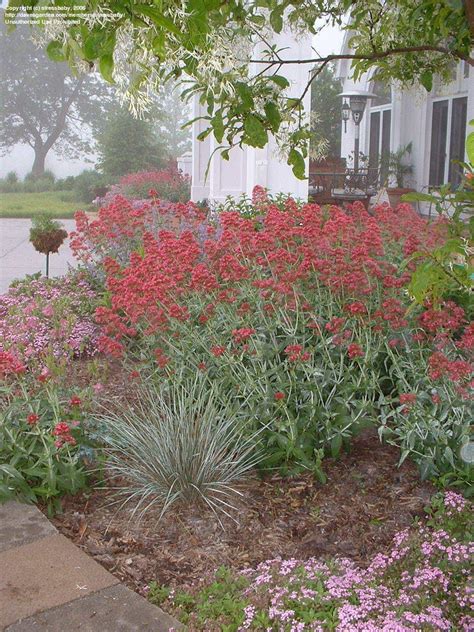 PlantFiles Pictures: Centranthus Species, Jupiter's Beard, Keys to ...