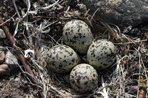 Four Semipalmated Plover Eggs in a Nest Surrounded by Twigs Near Arviat ...