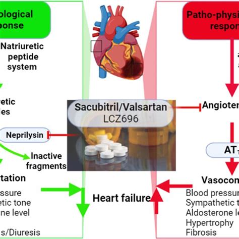 Neprilysin (NEP) inhibitors in the management of heart failure “Created ...