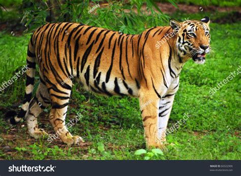 Royal Bengal Tiger In Its Natural Habitat At Sundarban Forest In Bengal ...