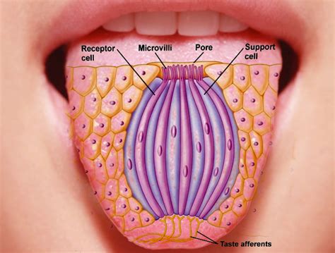 Tongue Histology Taste Buds