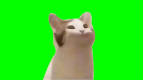 Cat Bop Greenscreen - YouTube