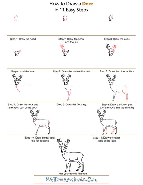 How To Draw A Deer