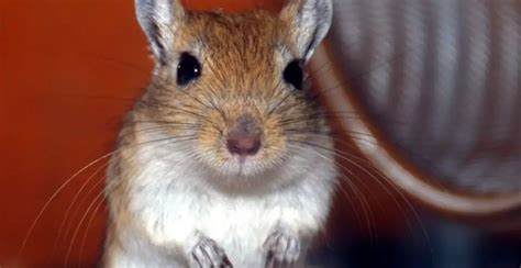 500+ Cool & Creative Gerbil Names Idea - FoxyNamer