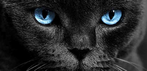 Black Cat With Blue Eyes - Does This Unusual Combination Exist?