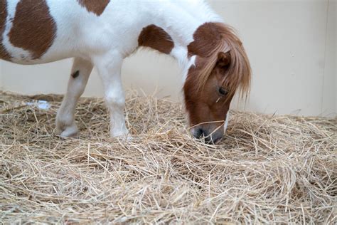 Mini Horse Farm - HorseKY