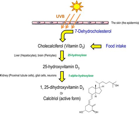 Handout from our Endocrinology episode, "Episode 33: Hypercalcemia ...