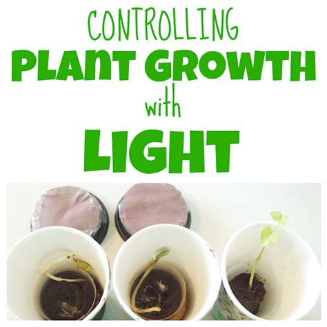 See How Plant Growth is Affected by Light with this Hands-on Activity ...