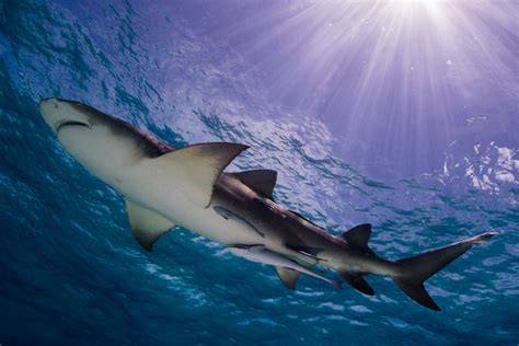 Bucear con tiburones en Bahamas: adrenalina a tope