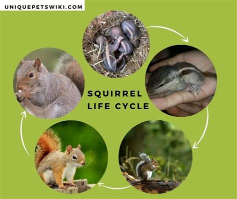 Squirrel Life Cycle: 5 Basic Stages You Must Know