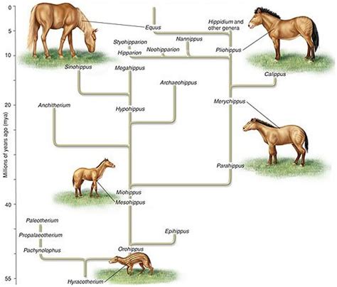 Horses and Donkeys Can Breed and Produce Sterile Offspring - Charlie ...