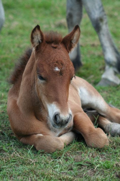 29 Baby foals ideas | foals, horses, baby horses