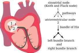 Atrioventricular Bundle of His | Definition, Location & Function ...