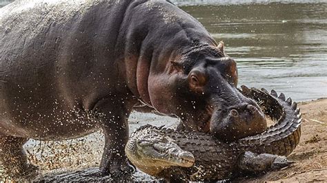 Hippopotamus Attacks An Alligator-Hungry Hungry Hippo - YouTube