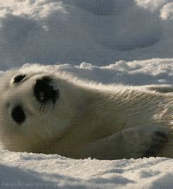 Sup Seal GIFs - Get the best GIF on GIPHY