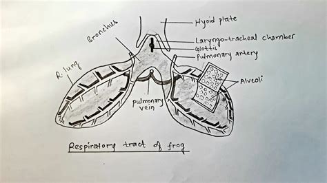 How to draw respiratory tract of frog || Lungs of frog || Pulmonary ...