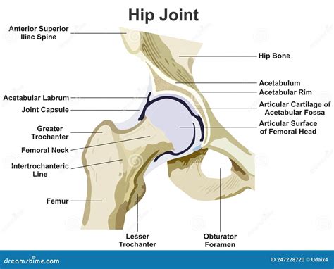 Hip Joint Anatomy Infographic Diagram Stock Vector - Illustration of ...