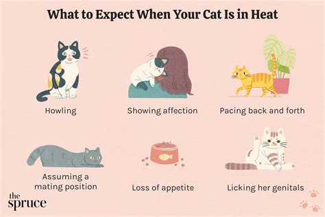 Can Dogs Tell When Cats Are In Heat