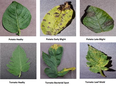 Plant Disease Identification