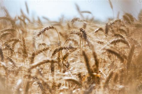 Wheat field background 2243037 Stock Photo at Vecteezy