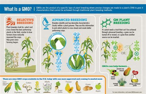 How are plants modified to produce GMOs? | GMO Answers