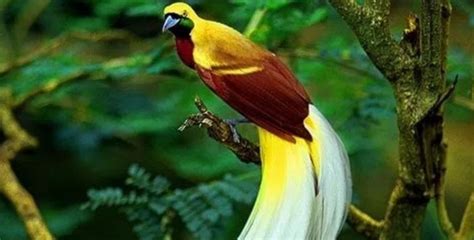 Jenis Jenis Flora Dan Fauna Di Indonesia - IMAGESEE