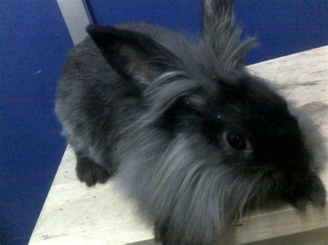 ChinChinFarm: Lionhead Rabbit