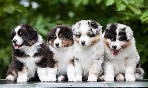 Australian Shepherd: Characteristics, Care & Photos | BeChewy