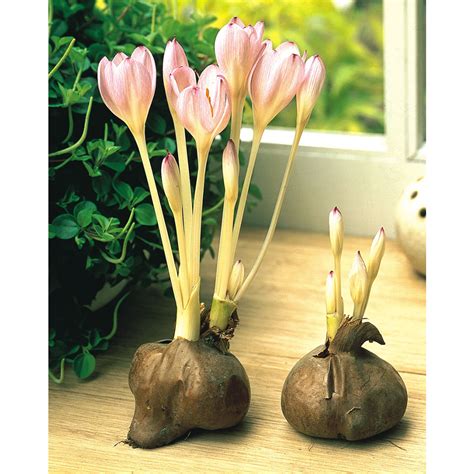 Shop Colchicum Autumnale Alba | J Parker Dutch Bulbs