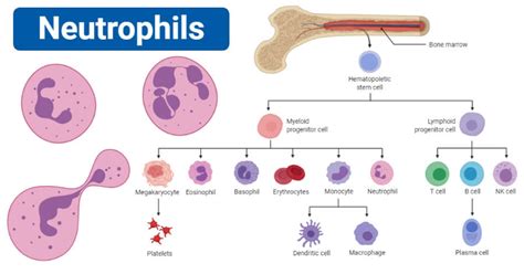 Neutrophils: Definition, Structure, Count, Range, Functions