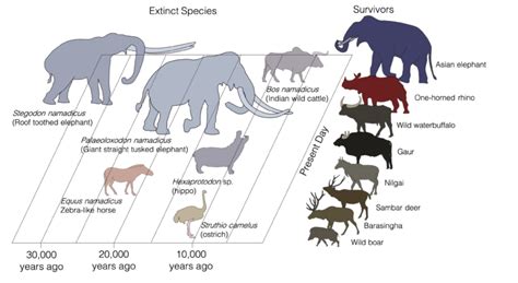 What ancient creatures that lived in India tell about evolution and ...