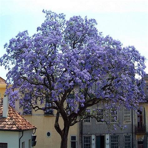 Royal Empress Tree Seeds paulownia Tomentosa 50seeds - Etsy