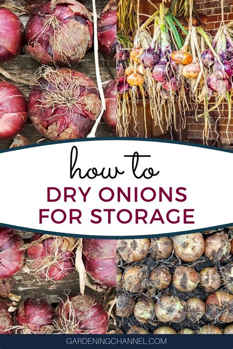 How to Dry Onions For Storage - Gardening Channel | Drying onions ...