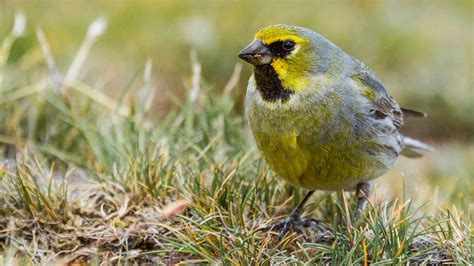 Birding Ushuaia | Birding Tierra del Fuego National Park | Far South Exp