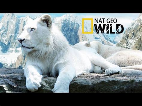 The Rare and Exotic Animals - National Geographic Documentary ...