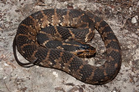 Southern Watersnake – Florida Snake ID Guide