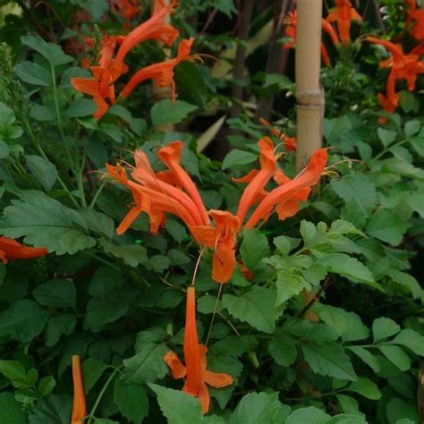 Cape Honeysuckle | Star Nursery Garden and Rock Centers