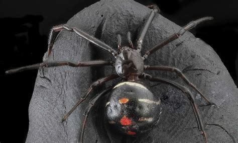 10 Incredible Black Widow Spider Facts - A-Z Animals