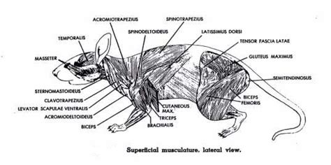 Muscular System - Rat Dissection