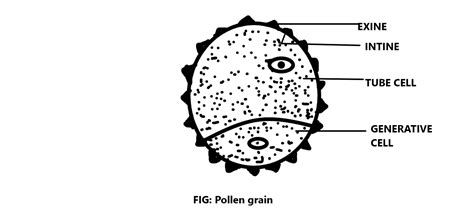 11+ Pollen Grain Diagram - AlanahLilianna