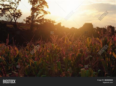 Sunset On Corn Field Image & Photo (Free Trial) | Bigstock