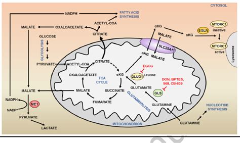 Glutamate Metabolism Pathway