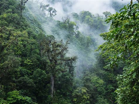 A Walk in Costa Rica’s Monteverde Cloud Forest