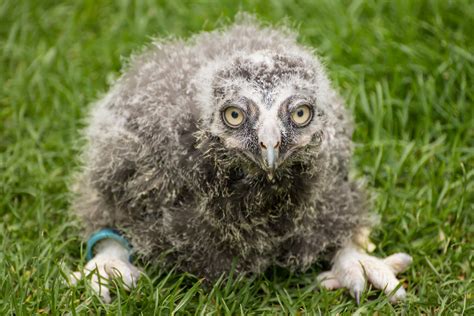 Baby Snowy Owl | Taken at the Falconry Centre, Hagley, West … | Flickr